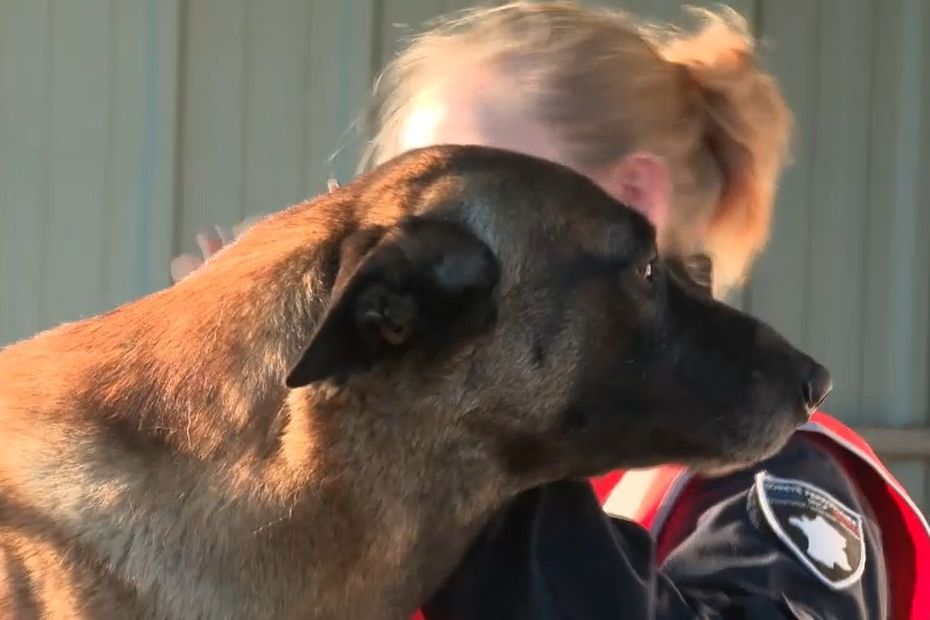 Stark, un Malinois de 3 ans, devient le chien de défense officiel de la sûreté ferroviaire à la