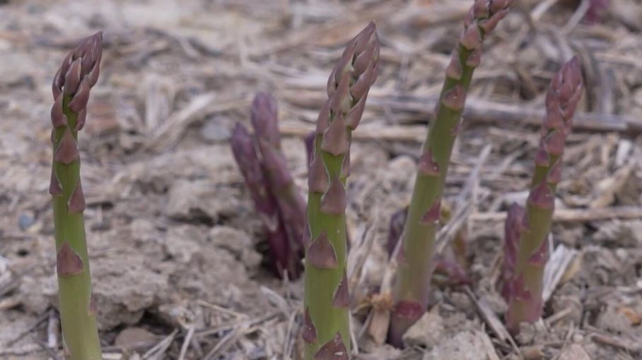 Asperges : une récolte exceptionnelle attendue cette année. El título no debe incluir ningún