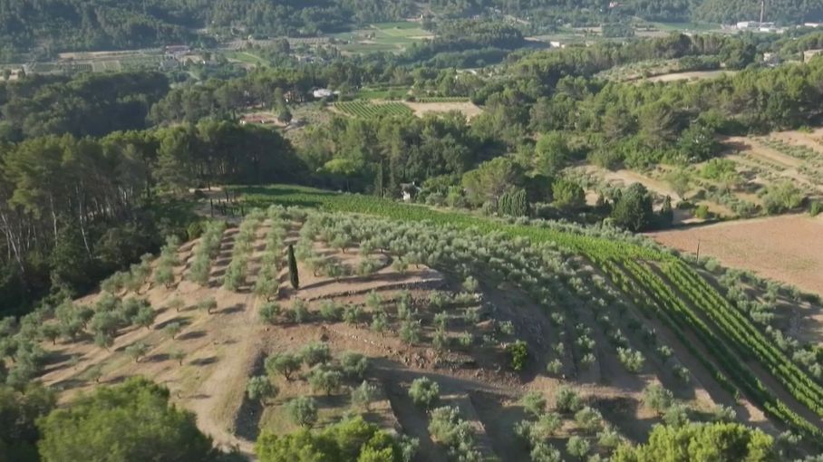L'or vert de Provence : l'huile d'olive, un trésor culturel à préserver. El título no debe